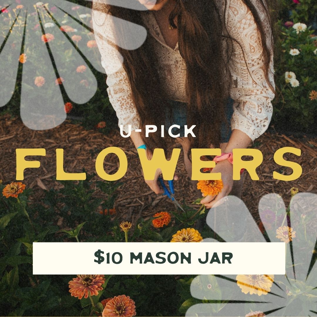 U-pick Flowers - $10 Mason Jar