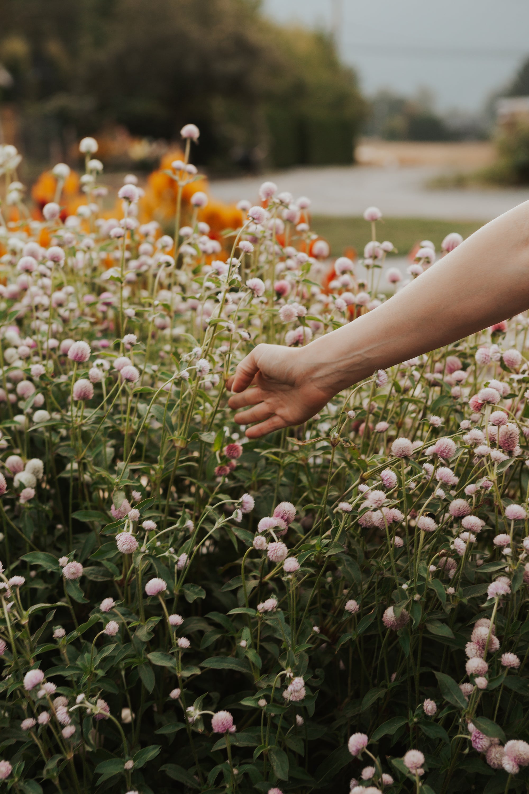 A close-up outdoor shot of a person's hand gently touching a cluster of pink globe flowers in a field, with a softly blurred background of greenery and orange pumpkins.