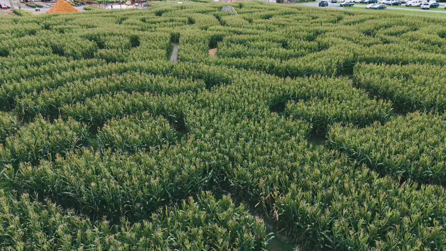 Chilliwack Corn Maze 